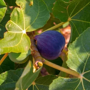 Black Mission Fig Tree Live Starter Plant - 4-8 Inch Tall, Perennial Fruit - Image 7