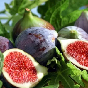 Black Mission Fig Tree Live Starter Plant - 4-8 Inch Tall, Perennial Fruit - Image 1
