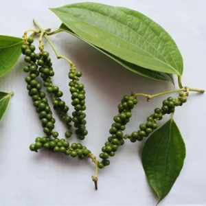 Black Pepper Live Plant - Piper Nigrum Starter, 3-5 Inch Tall, Indoor/Outdoor Herb - Image 1