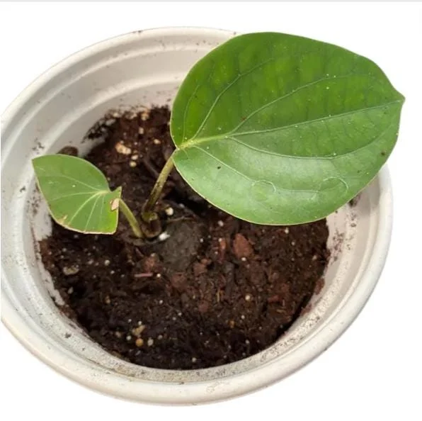 Black Pepper Live Plant - Piper Nigrum Starter, 3-5 Inch Tall, Indoor/Outdoor Herb - Image 10