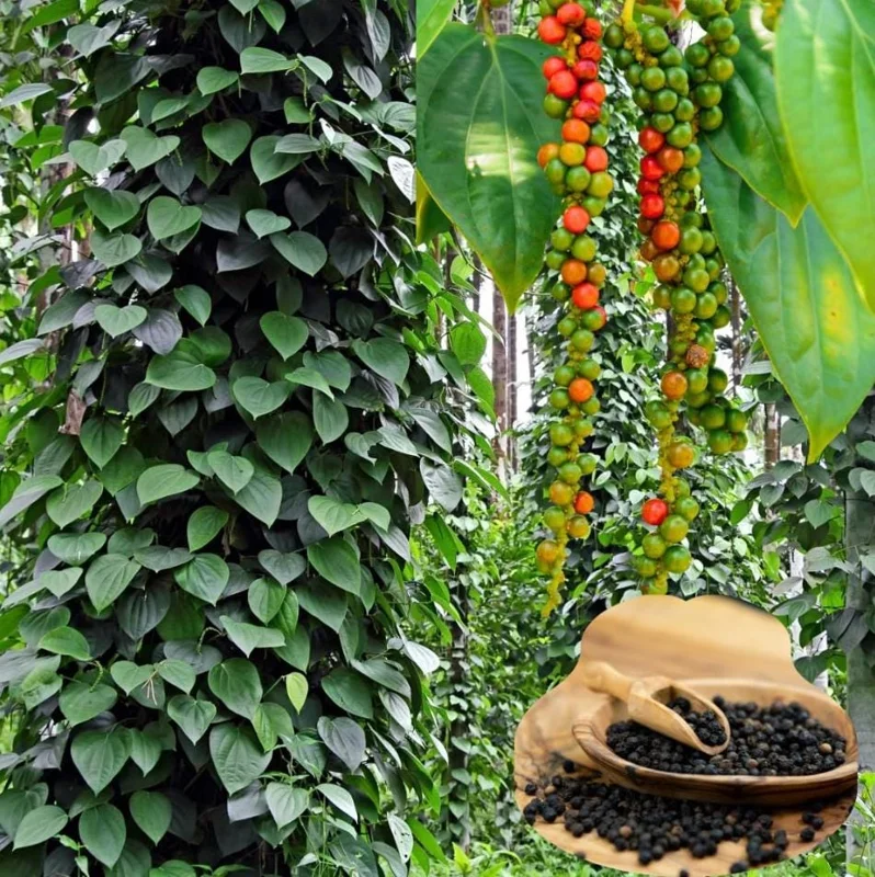 Black Pepper Live Plant - Piper Nigrum Starter, 3-5 Inch Tall, Indoor/Outdoor Herb - Image 5