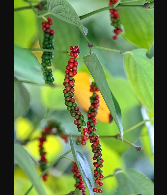 Black Pepper Live Plant - Piper Nigrum Starter, 3-5 Inch Tall, Indoor/Outdoor Herb - Image 6