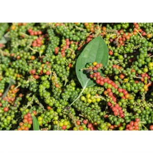 Black Pepper Live Plant - Piper Nigrum Starter, 3-5 Inch Tall, Indoor/Outdoor Herb - Image 7