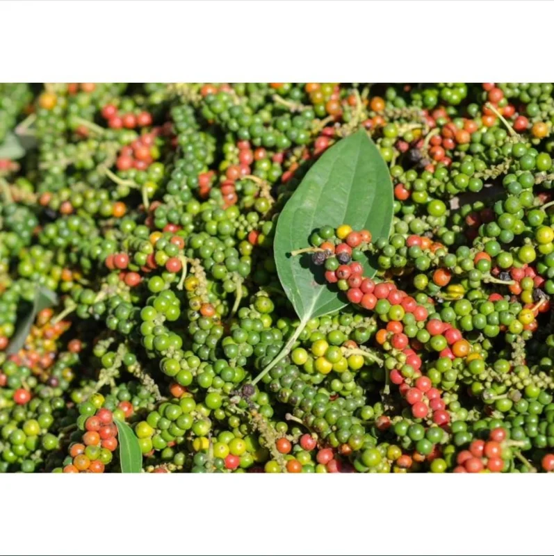 Black Pepper Live Plant - Piper Nigrum Starter, 3-5 Inch Tall, Indoor/Outdoor Herb - Image 7