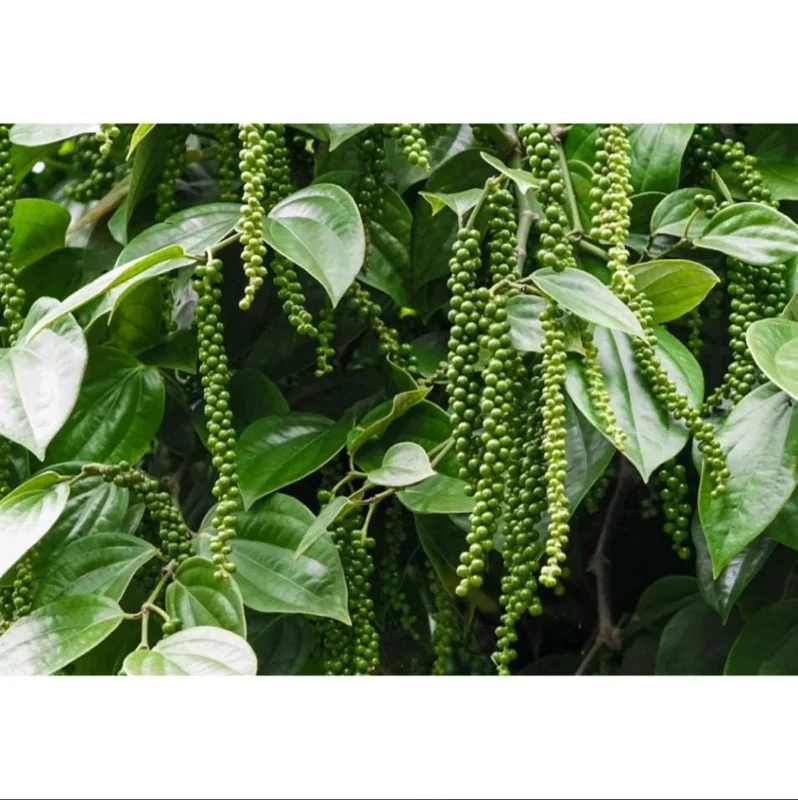 Black Pepper Live Plant - Piper Nigrum Starter, 3-5 Inch Tall, Indoor/Outdoor Herb - Image 8