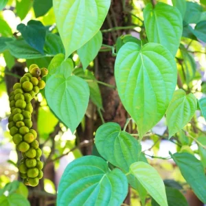 Black Pepper Live Plant, Piper Nigrum Starter Plants, 2-Pack, 4-8 Inch Tall - Image 3