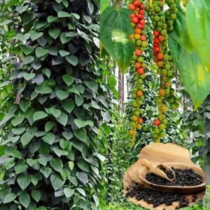 Black Pepper Live Plant, Piper Nigrum Starter Plants, 2-Pack, 4-8 Inch Tall - Image 5