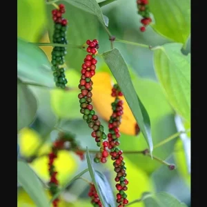 Black Pepper Live Plant, Piper Nigrum Starter Plants, 2-Pack, 4-8 Inch Tall - Image 6