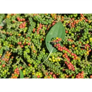 Black Pepper Live Plant, Piper Nigrum Starter Plants, 2-Pack, 4-8 Inch Tall - Image 7