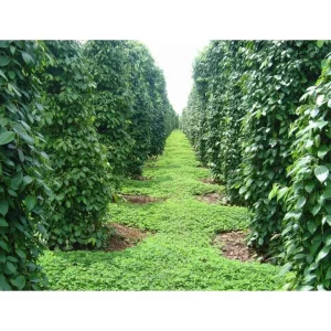 Black Pepper Live Plant, Piper Nigrum Starter Plants, 2-Pack, 4-8 Inch Tall - Image 9