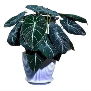 Black Velvet Alocasia Live Plant - Rare Indoor Houseplant, 4-8 Inch Tall - Image 2