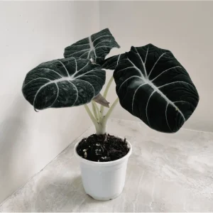 Black Velvet Alocasia Live Plant - Rare Indoor Houseplant, 4-8 Inch Tall - Image 3