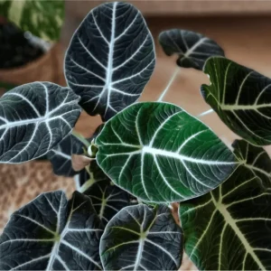 Black Velvet Alocasia Live Plant - Rare Indoor Houseplant, 4-8 Inch Tall - Image 4