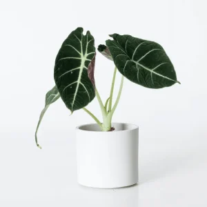 Black Velvet Alocasia Live Plant - Rare Indoor Houseplant, 4-8 Inch Tall - Image 5