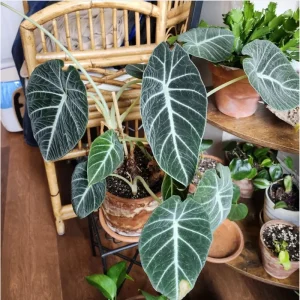 Black Velvet Alocasia Live Plant - Rare Indoor Houseplant, 4-8 Inch Tall - Image 6