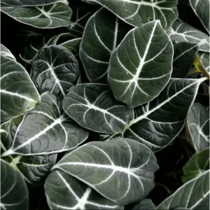 Black Velvet Alocasia Live Plant - Rare Indoor Houseplant, 4-8 Inch Tall - Image 7