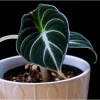Black Velvet Alocasia Live Plant - Rare Indoor Houseplant, 4-8 Inch Tall - Image 1