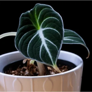 Black Velvet Alocasia Live Plant - Rare Indoor Houseplant, 4-8 Inch Tall - Image 1