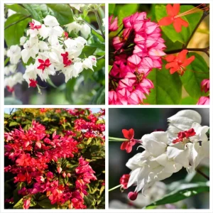Bleeding Heart Live Plants, White & Red, 4-Pack, 4-6