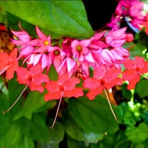 Bleeding Heart Vine Live Plant - Clerodendrum Thompsoniae - Cherry Red Blooms - Pack of 2 Starter Plants, 4-6 Inch Tall - Image 2
