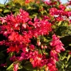 Bleeding Heart Vine Live Plant - Clerodendrum Thompsoniae - Cherry Red Blooms - Pack of 2 Starter Plants, 4-6 Inch Tall - Image 1