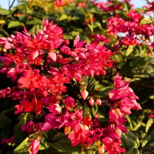 Bleeding Heart Vine Live Plant - Clerodendrum Thompsoniae - Cherry Red Blooms - Pack of 2 Starter Plants, 4-6 Inch Tall - Image 1