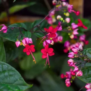 Bleeding Heart Vine Live Plant - Clerodendrum Thompsoniae - Cherry Red Blooms - Pack of 2 Starter Plants, 4-6 Inch Tall - Image 6