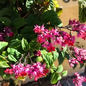 Bleeding Heart Vine Live Plant - Clerodendrum Thompsoniae - Cherry Red Blooms - Pack of 2 Starter Plants, 4-6 Inch Tall - Image 7