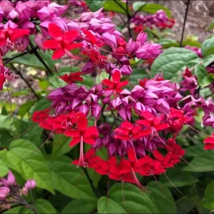 Bleeding Heart Vine Live Plant - Clerodendrum Thompsoniae - Cherry Red Blooms - Pack of 2 Starter Plants, 4-6 Inch Tall - Image 8