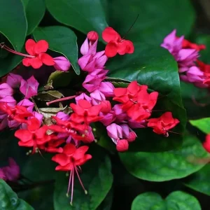 Bleeding Heart Vine Live Plant - Clerodendrum Thompsoniae - Cherry Red Blooms - Pack of 2 Starter Plants, 4-6 Inch Tall - Image 9