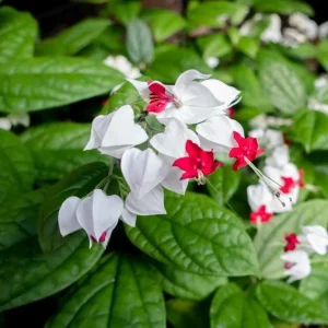 Bleeding Heart Vine Live Plants (4-Pack) - White & Red Clerodendrum Thompsonii, 4-6 Inch Tall - Image 2