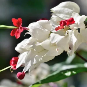 Bleeding Heart Vine Live Plants (4-Pack) - White & Red Clerodendrum Thompsonii, 4-6 Inch Tall - Image 4