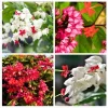 Bleeding Heart Vine Live Plants (4-Pack) - White & Red Clerodendrum Thompsonii, 4-6 Inch Tall - Image 1