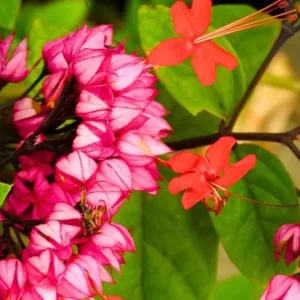 Bleeding Heart Vine Live Plants (4-Pack) - White & Red Clerodendrum Thompsonii, 4-6 Inch Tall - Image 7