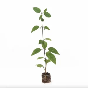 Bleeding Heart Vine Live Plants (4-Pack) - White & Red Clerodendrum Thompsonii, 4-6 Inch Tall - Image 8