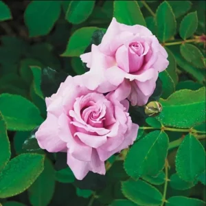 Blossom Time Rose Live Starter Plant - Pink Fragrant Bush, 4-6 Inch Tall - Image 2