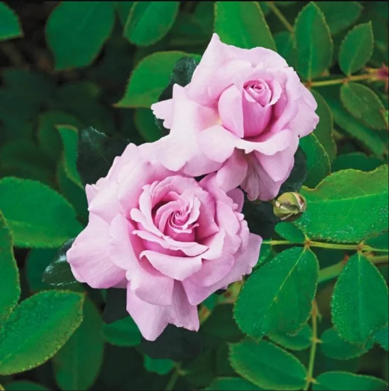 Blossom Time Rose Live Starter Plant - Pink Fragrant Bush, 4-6 Inch Tall - Image 2