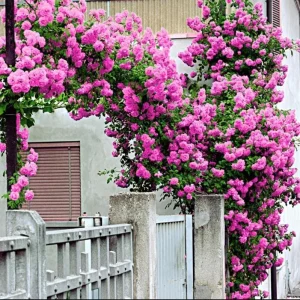 Blossom Time Rose Live Starter Plant - Pink Fragrant Bush, 4-6 Inch Tall - Image 3