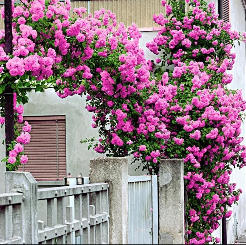 Blossom Time Rose Live Starter Plant - Pink Fragrant Bush, 4-6 Inch Tall - Image 3