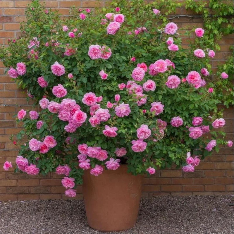 Blossom Time Rose Live Starter Plant - Pink Fragrant Bush, 4-6 Inch Tall - Image 4
