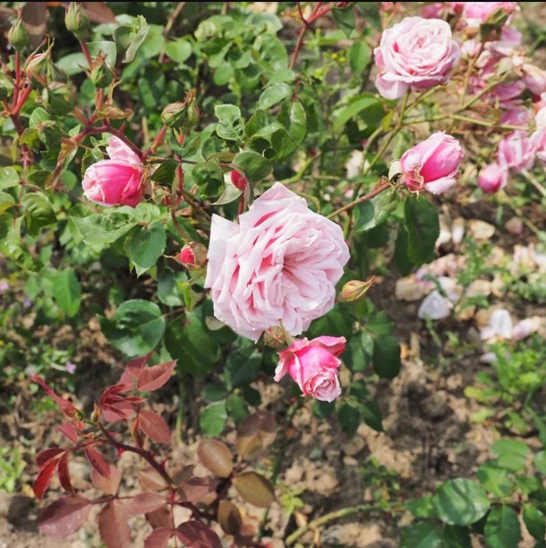 Blossom Time Rose Live Starter Plant - Pink Fragrant Bush, 4-6 Inch Tall - Image 5