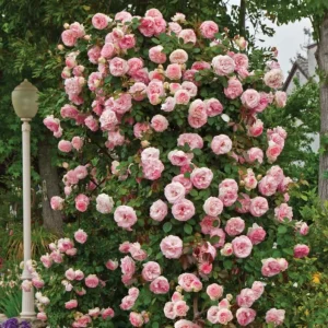 Blossom Time Rose Live Starter Plant - Pink Fragrant Bush, 4-6 Inch Tall - Image 8
