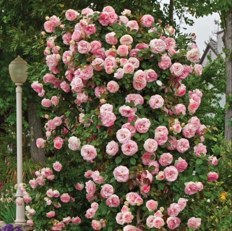 Blossom Time Rose Live Starter Plant - Pink Fragrant Bush, 4-6 Inch Tall - Image 8