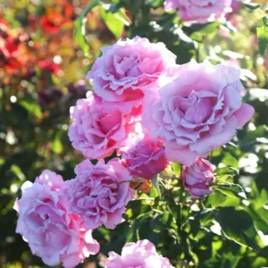 Blossom Time Rose Live Starter Plant - Pink Fragrant Bush, 4-6 Inch Tall - Image 1