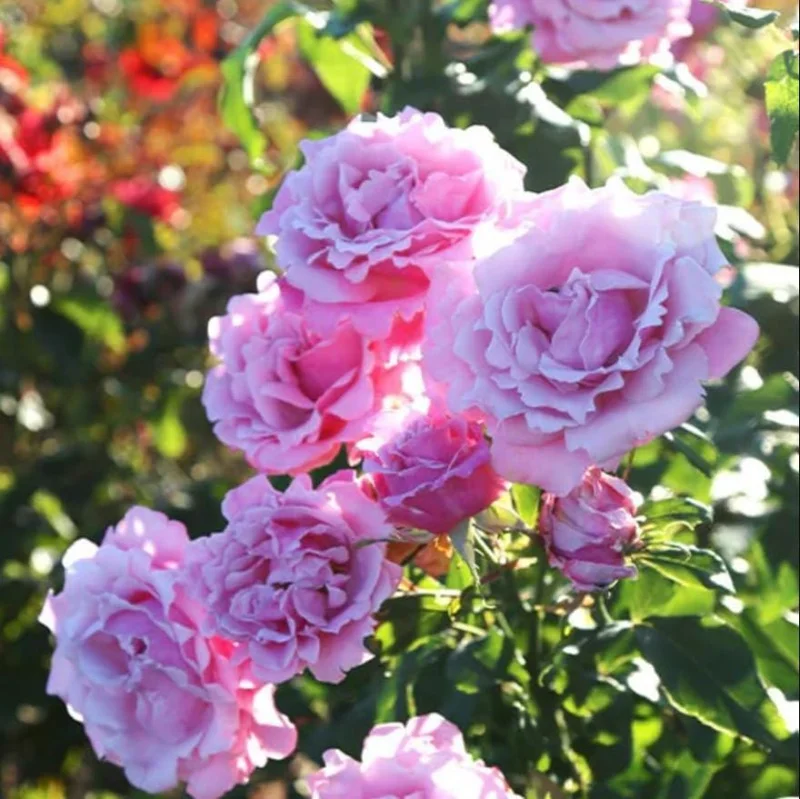 Blossom Time Rose Live Starter Plant - Pink Fragrant Bush, 4-6 Inch Tall - Image 1