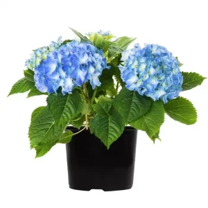 Blue Hydrangea Bare Roots - Nikko Blue Bush, 1 Year Old, 4-8 Inch Tall - Image 2
