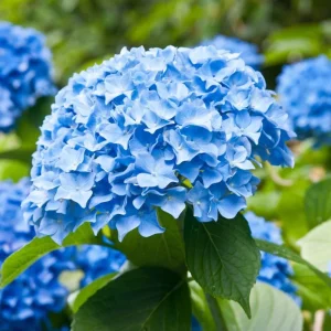 Blue Hydrangea Bare Roots - Nikko Blue Bush, 1 Year Old, 4-8 Inch Tall - Image 3