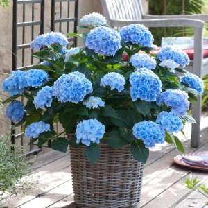 Blue Hydrangea Bare Roots - Nikko Blue Bush, 1 Year Old, 4-8 Inch Tall - Image 4