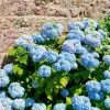 Blue Hydrangea Bare Roots - Nikko Blue Bush, 1 Year Old, 4-8 Inch Tall - Image 1