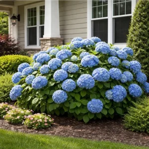 Blue Hydrangea Bare Roots - Nikko Blue Bush, 1 Year Old, 4-8 Inch Tall - Image 5